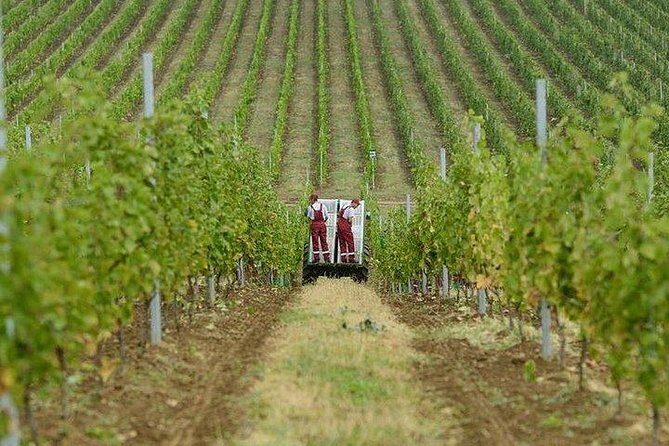 Organic Wine Tour Shamakhi with Local Lunch - Why Shamakhi Vineyards Beat a City Tasting in Baku
